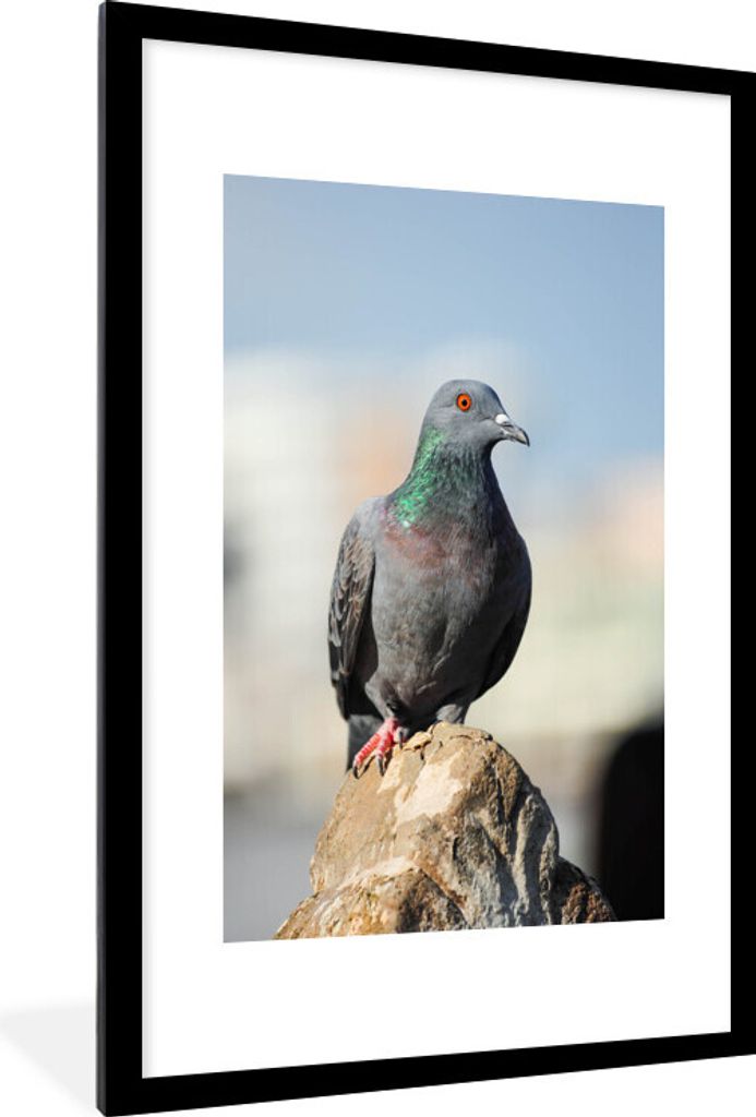 MuchoWow Gerahmtes Poster Eine Taube sitzt auf einem Stein 60x90 cm - Poster mit Schwarzem Bilderrahmen Wandposter Rahmen Foto Bilder - Dekoratio...