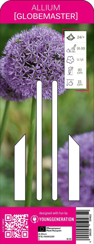 Young Generation Zierlauch Globemaster, asternblau mächtige Blütenbälle ca. 20-25 cm Durchmesser, Nahrungsquelle für Nützlinge
