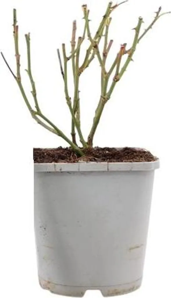 Rosier pour bordure et massif Schneekönigin - Plante couvre-sol 20 cm