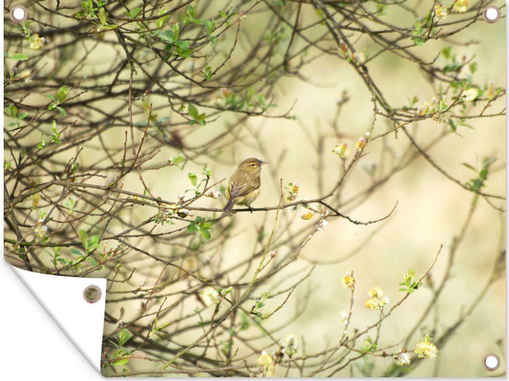 MuchoWow 80x60 cm Outdoor-Poster Gartendeko Sichtschutz Garten Poster für den Garten Ein Zilpzalp in der Natur