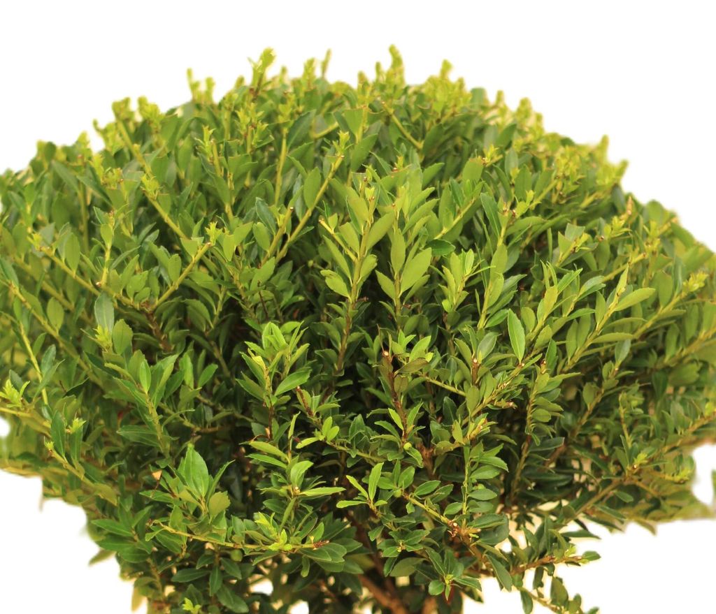 Japanische Stechpalme Ilex crenata Twiggy Kugelschnitt 35 -