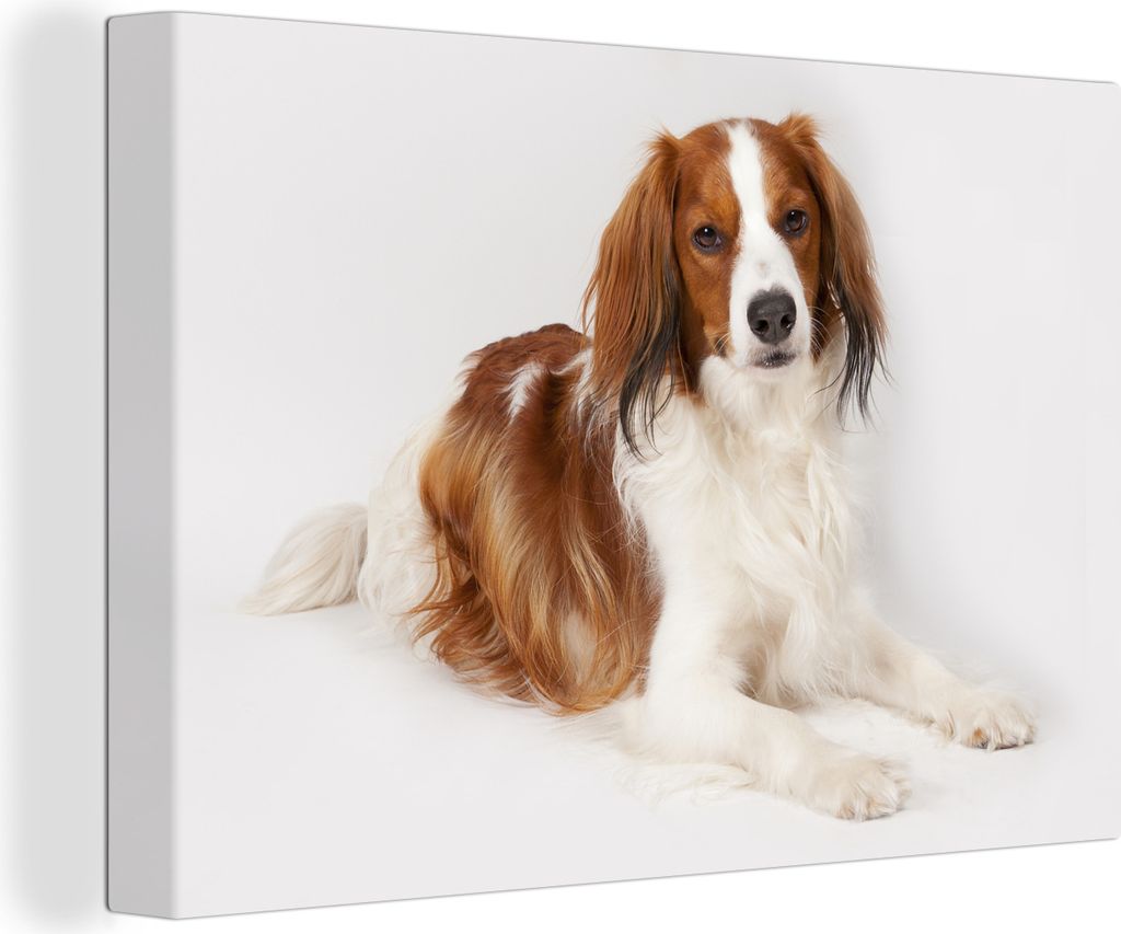 OneMillionCanvasses - Leinwandbilder - 140x90 cm, Kooiker Hund Porträt, Wandbilder Kunstdruck Wanddekoration