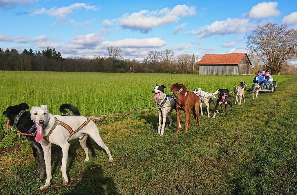 mydays Schlittenhundefahrt Schwabmünchen; Erlebnis verschenken oder selbst erleben; Gutschein für 2 Person(en)
