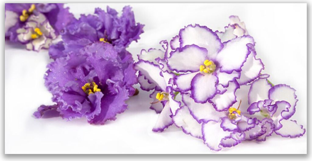 Glasbilder 120x60 Wandbild Druck auf Glas Blumen Pflanzen