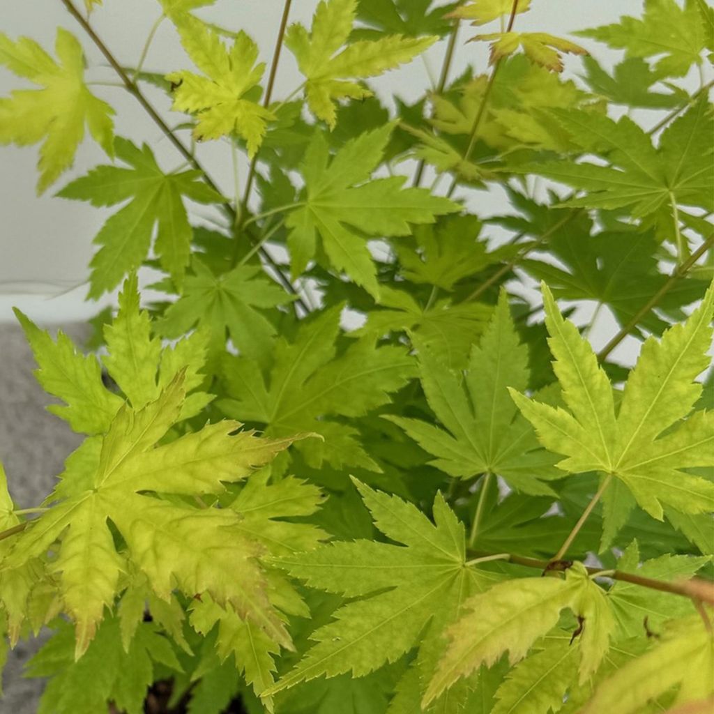Japanischer Ahorn Acer palmatum 'Orange Dream' 2 Pflanzen 70cm hoch Ø19cm Deko