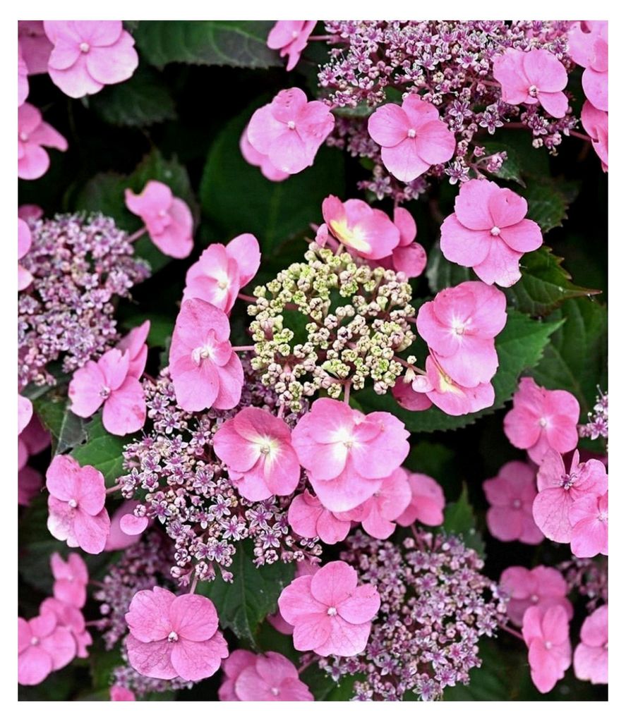 1x Hortensie 'Pink Lace', Pflanze im 13 cm-Topf, lange Blütezeit, bienenfreundlich, winterhart, mehrjährig, reichblühend, ideal für Beet & Kübel