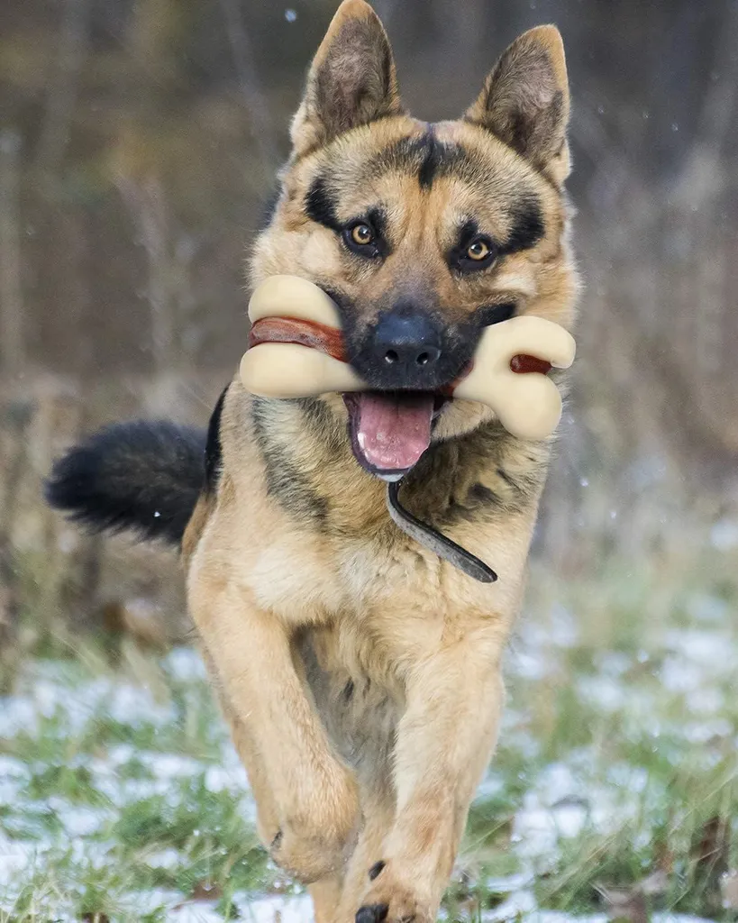 Os de Mastication pour Chien Difficile - Jouet Résistant Goût Bœuf (L) - 2