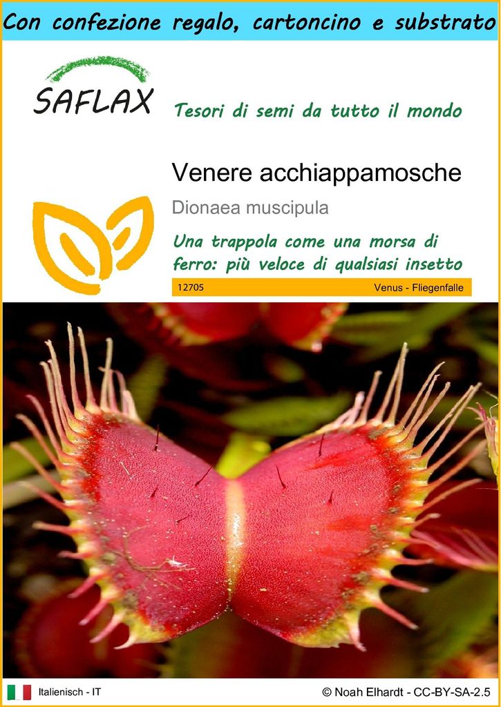 SAFLAX Set regalo - Venere acchiappamosche - 10 semi - Immagine del prodotto 