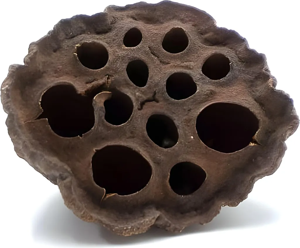 BioLotus Mini Loto Essiccato 2-5 cm - Decorazione Naturale per Terrari