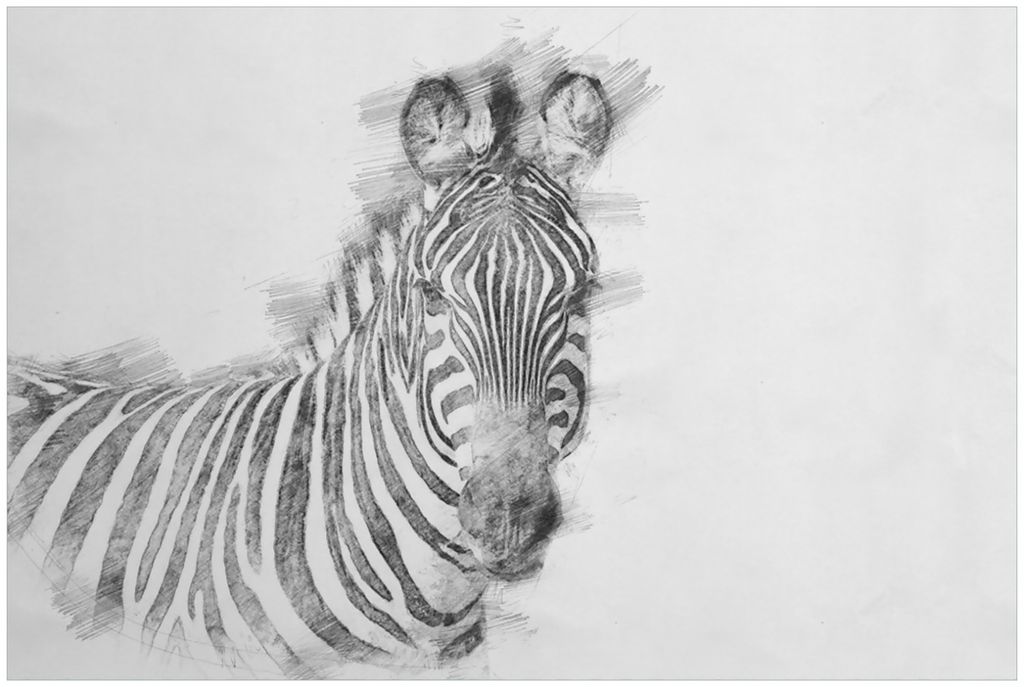 Wallario Premium Glasbild, freischwebende Optik, kräftige Farben, Größe 90 x 60 cm Motiv Zebra in schwarz weiß - Bleistift Zeichnung