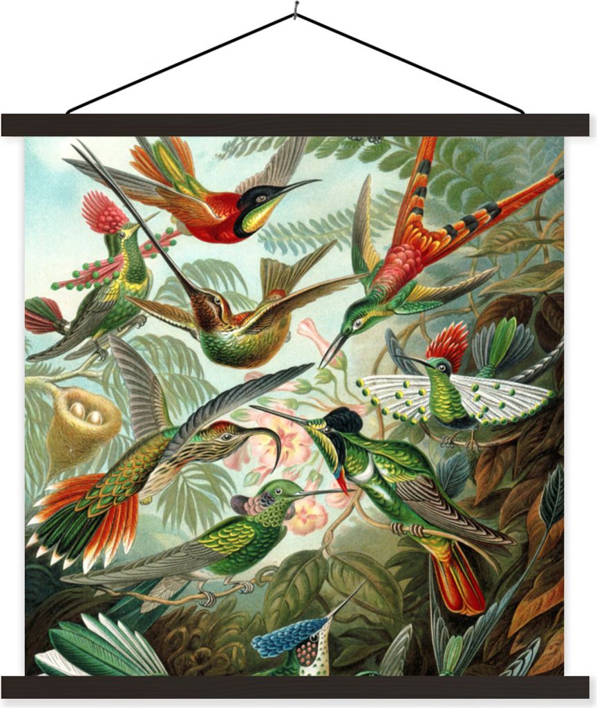 MuchoWow Textilposter Trochilidae - Ernst Haeckel - Vogel 40x40 cm mit schwarzem Rahmen - Fotos