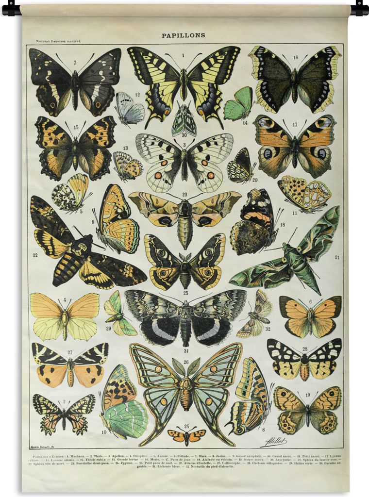 MuchoWow Wandteppich Wandbehang Schmetterling - Tiere - Insekten 60x90 cm Tapisserie Dekoration Wandtuch - Foto-Teppich - Abwaschbar