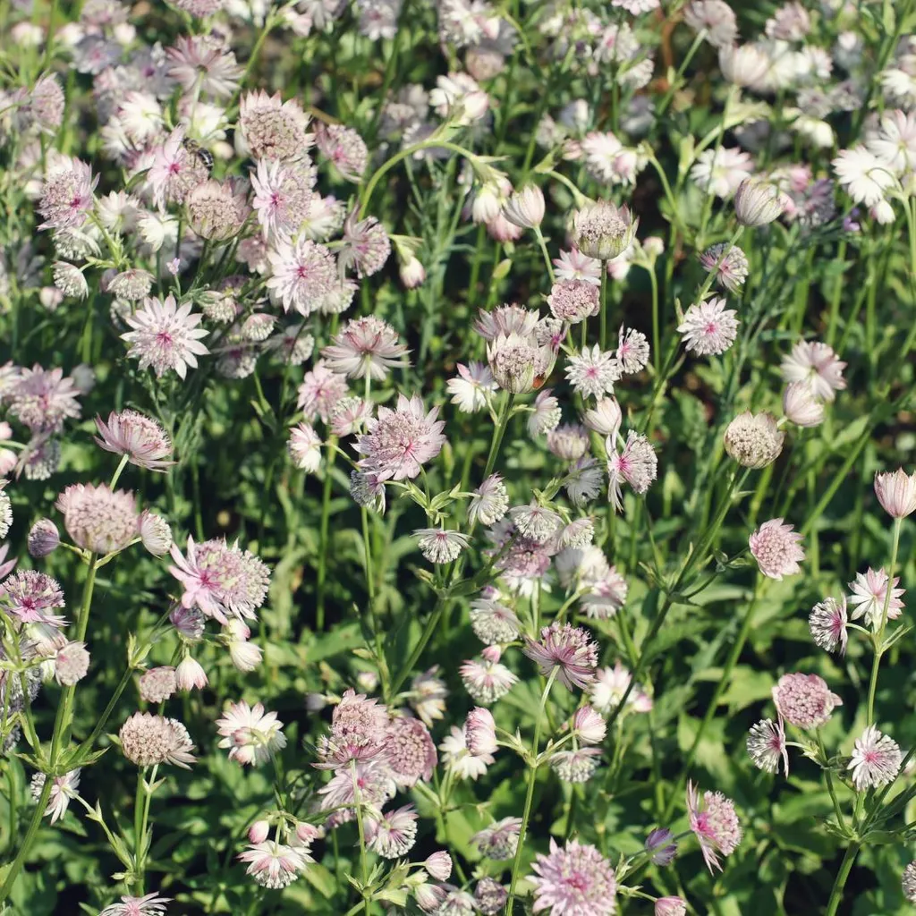 Astrantia major : 24 vivaces Ø9cm pour fleurir facilement vos coins frais
