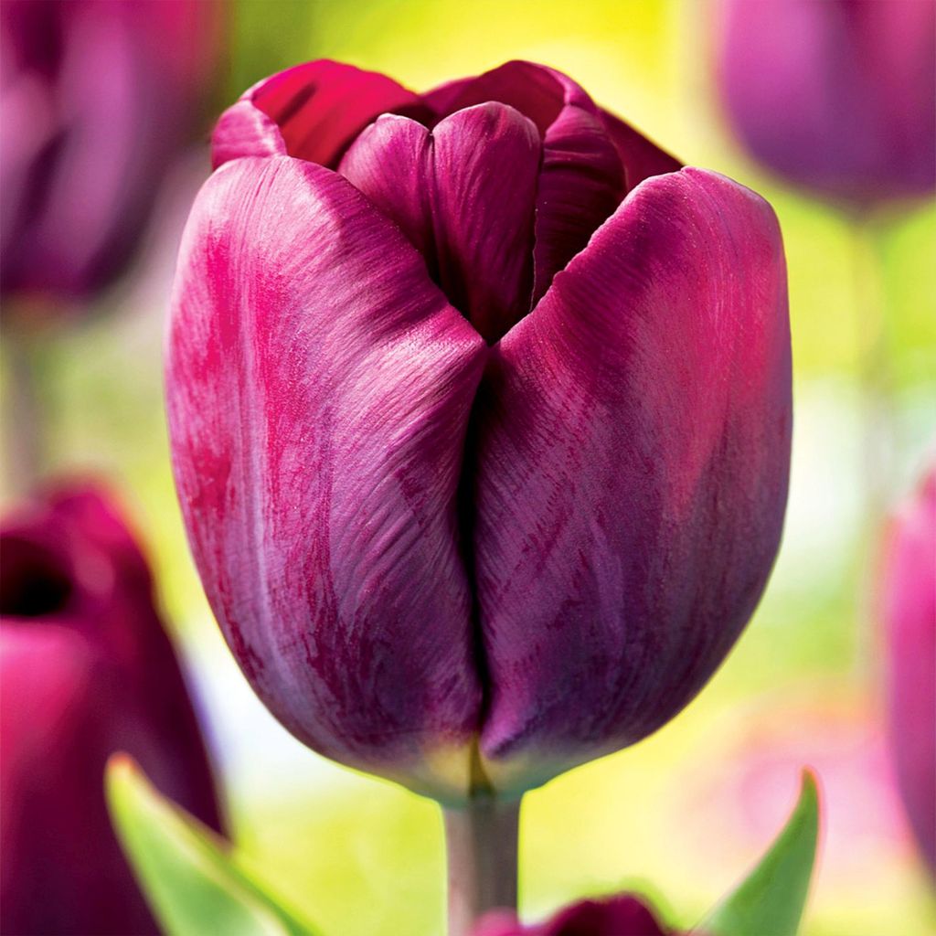 Obří tulipán Purple Lady 5 ks tulipánů cibulky květinové Obrázek produktu 
