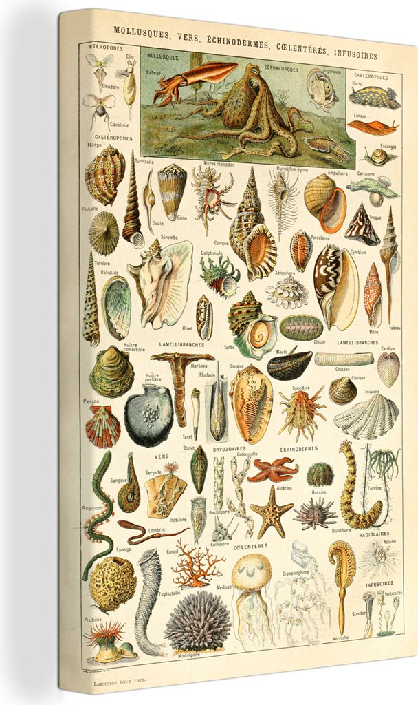 OneMillionCanvasses - Leinwandbilder - 90x140 cm, Muschel - Meerestiere - Meer, Wandbilder Kunstdruck Wanddekoration - Foto auf Leinwand - Gemäl...