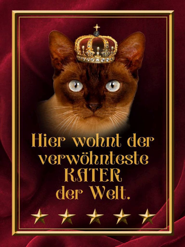 vianmo Holzschild 40x30 cm hier wohnt Kater der Welt