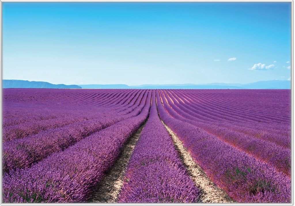 Wallario Wandbild Lavendelfeld unter blauem Himmel, Größe: 70,30 x 100,30 cm, Poster mit weißem Kunststoffrahmen