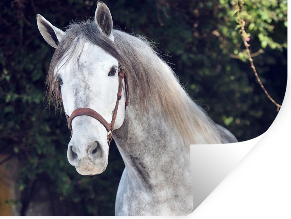 MuchoWow Wandtattoo Wandsticker Wandaufkleber Pferd - Halfter - Natur 160x120 cm Selbstklebend und Repositionierbar - Selbstklebend - Fototapeten