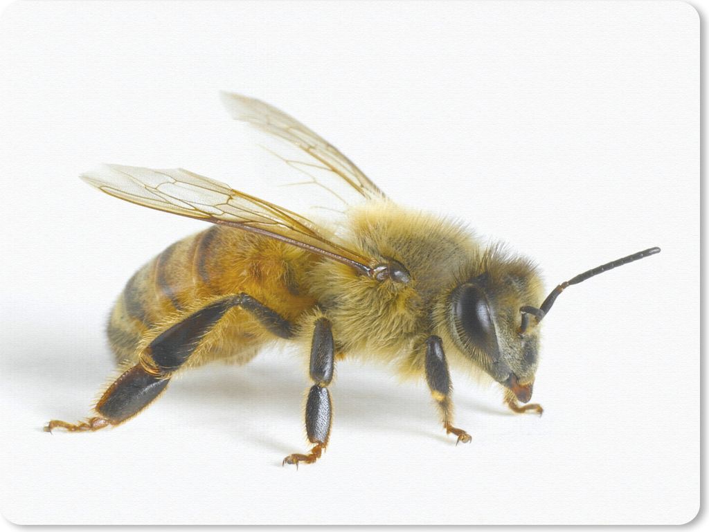MuchoWow Mauspad Mousepad Bienen - Insekten - Flügel 23x19 cm - Mousepads - Maus Mat - Pad - Mausunterlage - Schreibtischunterlage - Mauspad