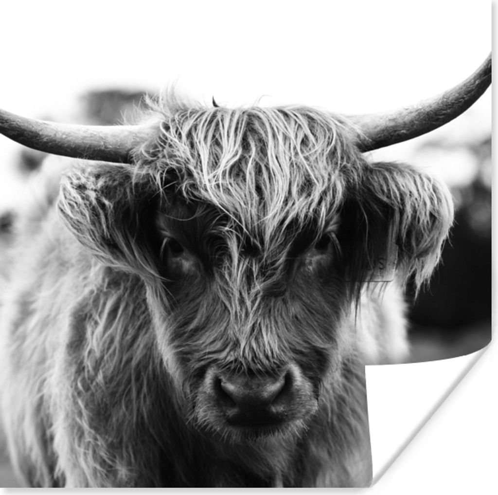 MuchoWow Poster Schottischer Highlander - Kuh - Gras - Tiere - Natur 100x100 cm - Babyzimmer