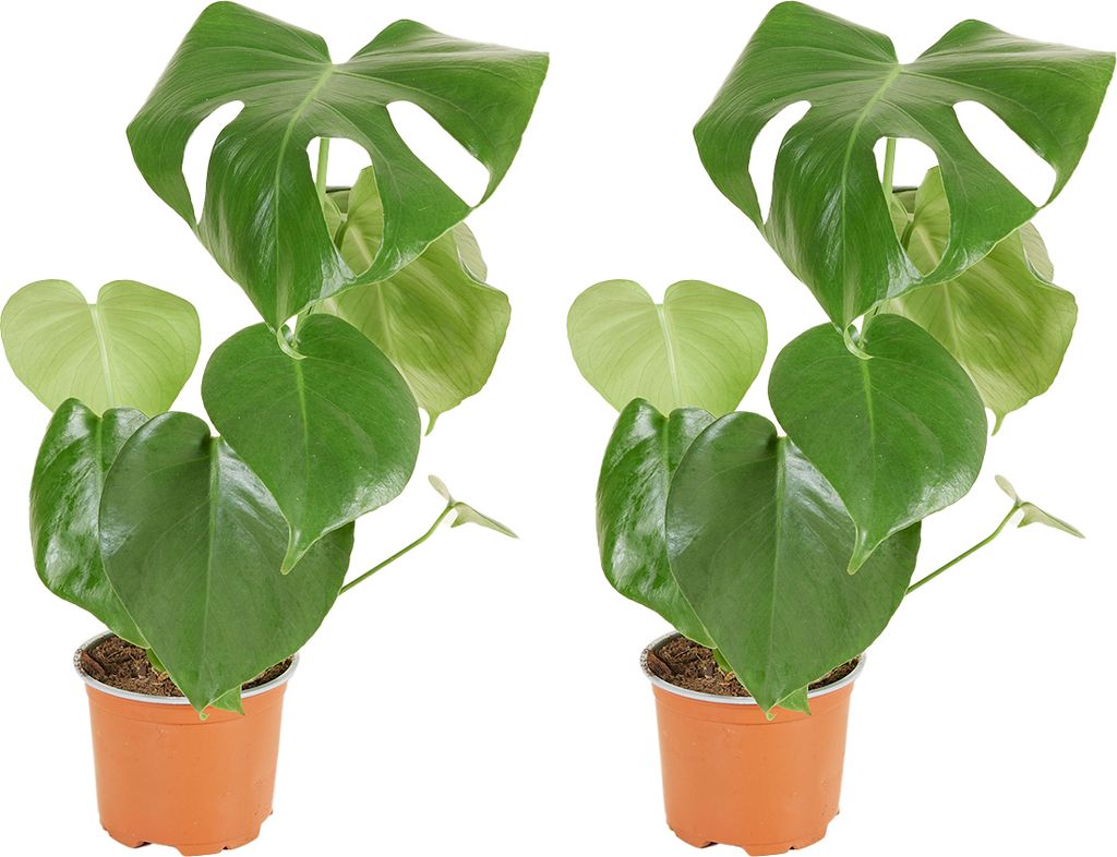 Bloomique - 2er Set - Monstera Deliciosa - Fensterblatt - Zimmerpflanzen - Pflegeleicht - Luftreinigend - Höhe 30-40 cm - Topf 12 cm