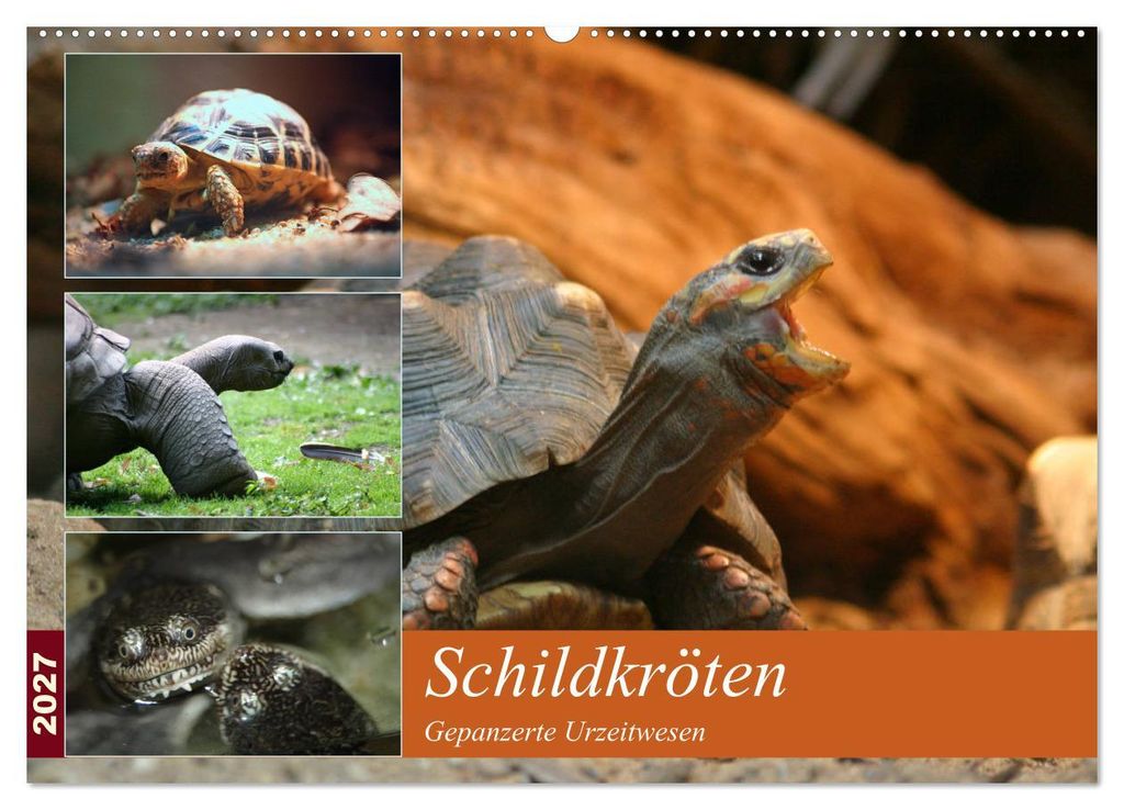 Schildkröten - Gepanzerte Urzeitwesen (Wandkalender 2027 DIN A2 quer), CALVENDO Monatskalender