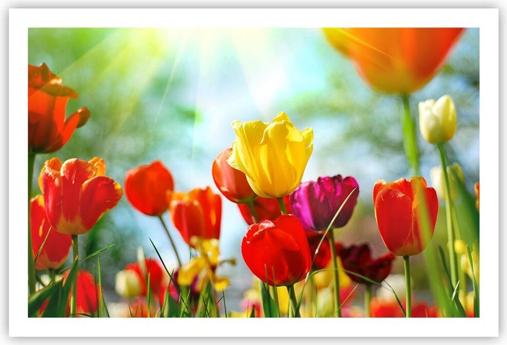Poster - Poster ohne Rahmen - Tulpe Blume Plantage Wiese - 91,5x61 cm - Wand Bild - Wanddeko - Wandbilder - Kunstposter - Wandposter - Bilder - Kun...