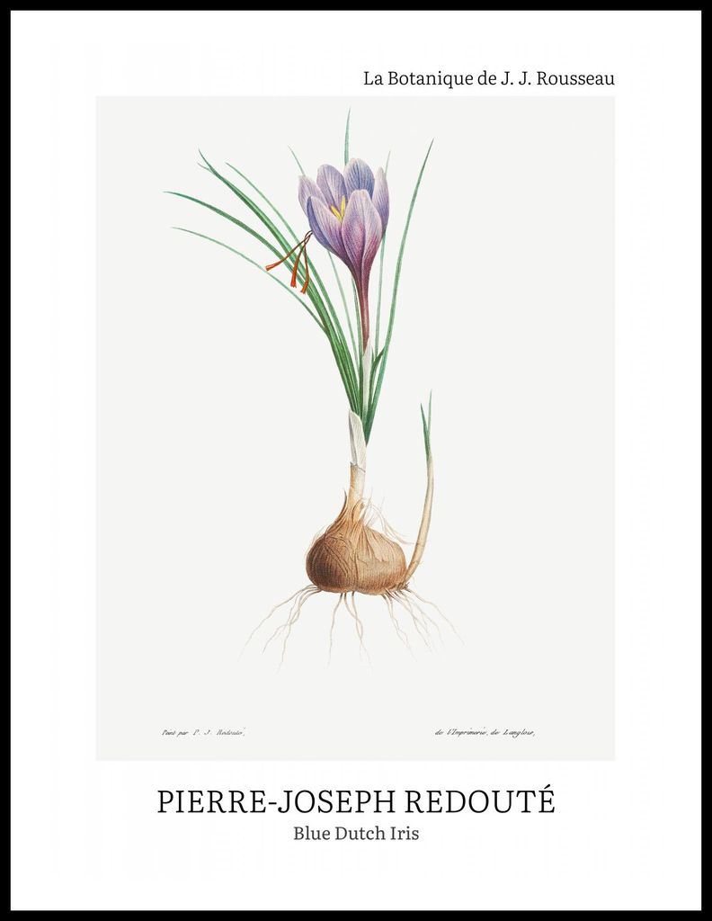 Plakat 60x80cm Design Blaue Holländische Iris, Redoute Vintage für das Wohnzimmer