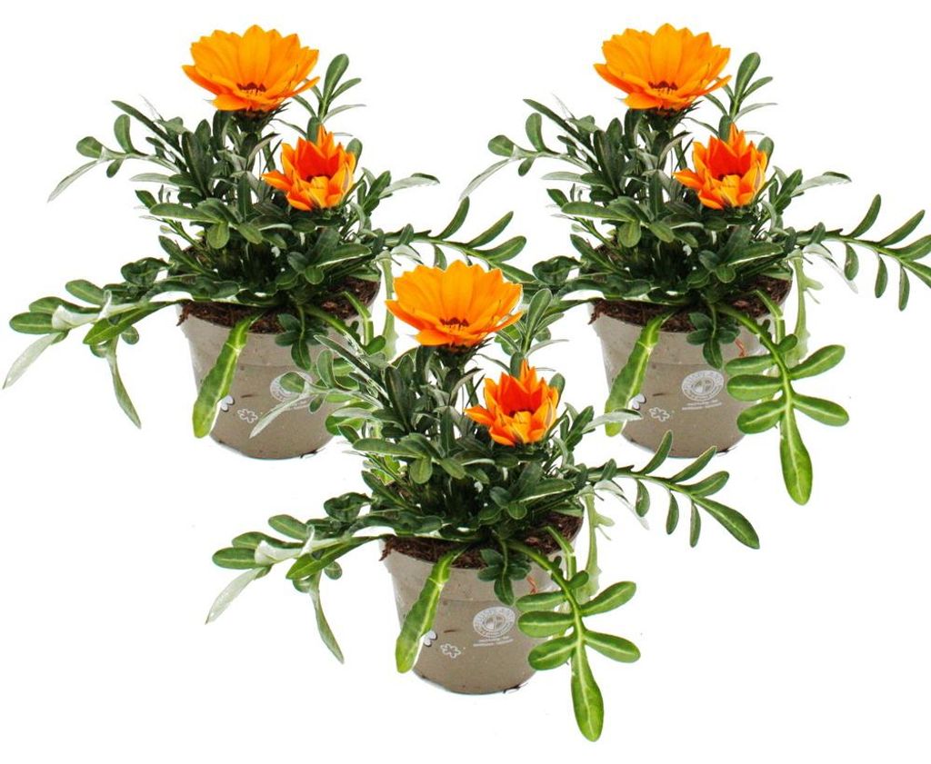 Mittagsgold - Gazania "Big Kisses" - 11cm Topf - Set mit 3 Pflanzen - orange