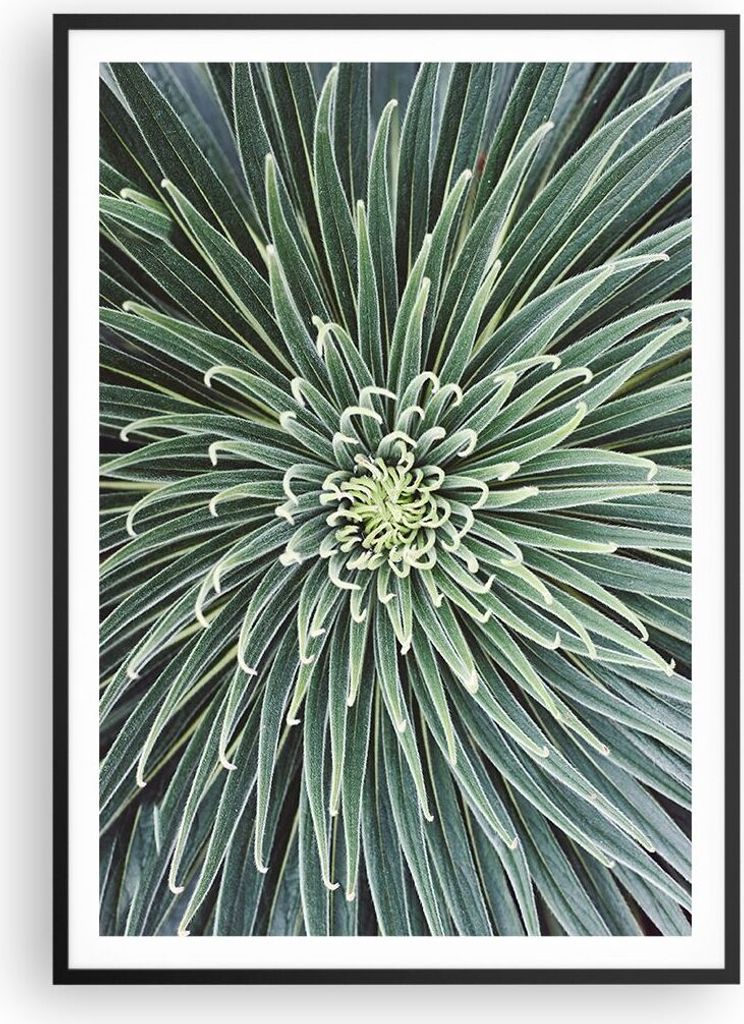 Gerahmtes Poster - Schwarzer Rahmen - Agave Grün Pflanze - 70x100 cm - Wand Bild - Wanddeko - Wandbilder - Kunstposter - Wandposter - Bilderrahmen...
