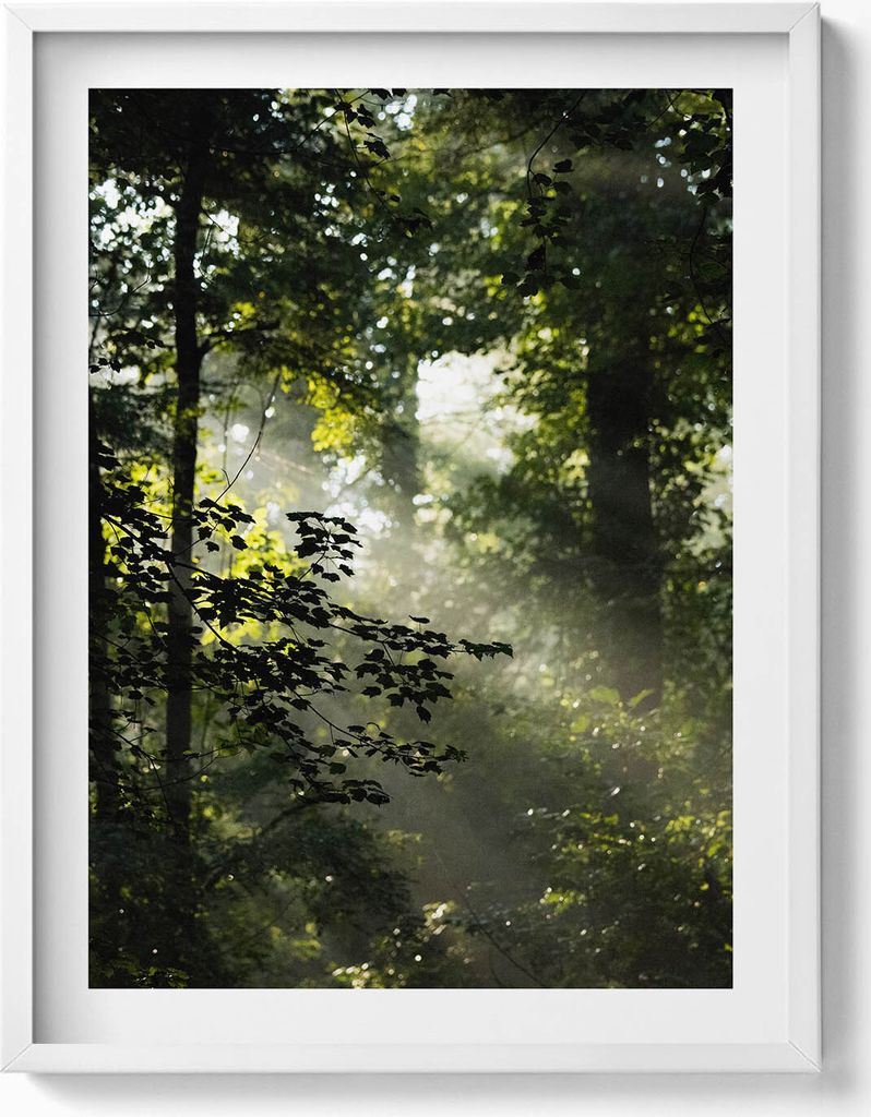 Sonnenstrahlen und Bäume– Wandbild mit Rahmen – Gerahmtes Bild – Wanddekoration – 60x80 cm – Weiß Rahmen