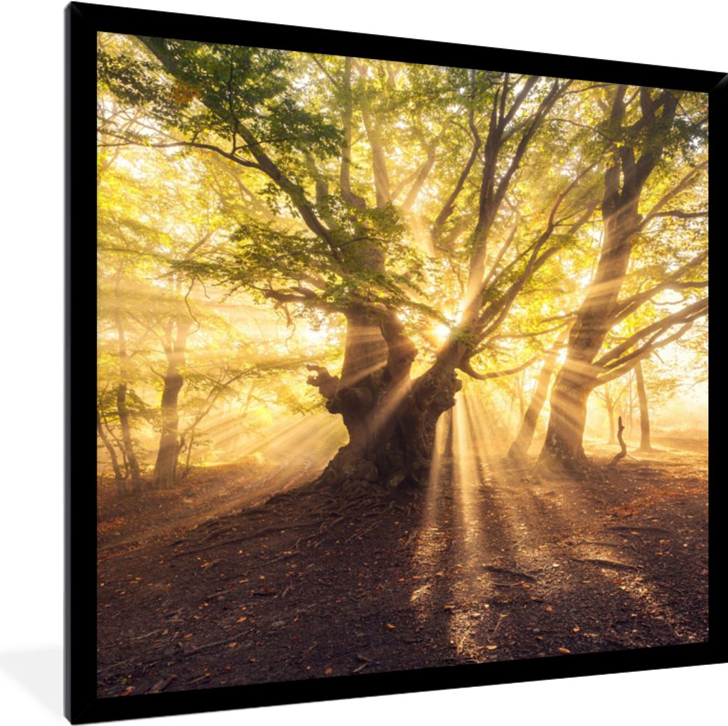 MuchoWow Gerahmtes Poster Baum - Wald - Sonne 40x40 cm - Poster mit Schwarzem Bilderrahmen Wandposter Rahmen Foto Bilder - Mit Rahmen - Wanddekor...