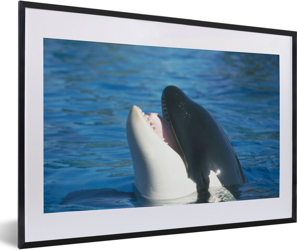 MuchoWow MuchoWow Gerahmtes Poster Orca nahe der Wasseroberfläche 60x40 cm - Poster mit zchwarzem Bilderrahmen - Schlafzimmer - Plakat in Rahm...