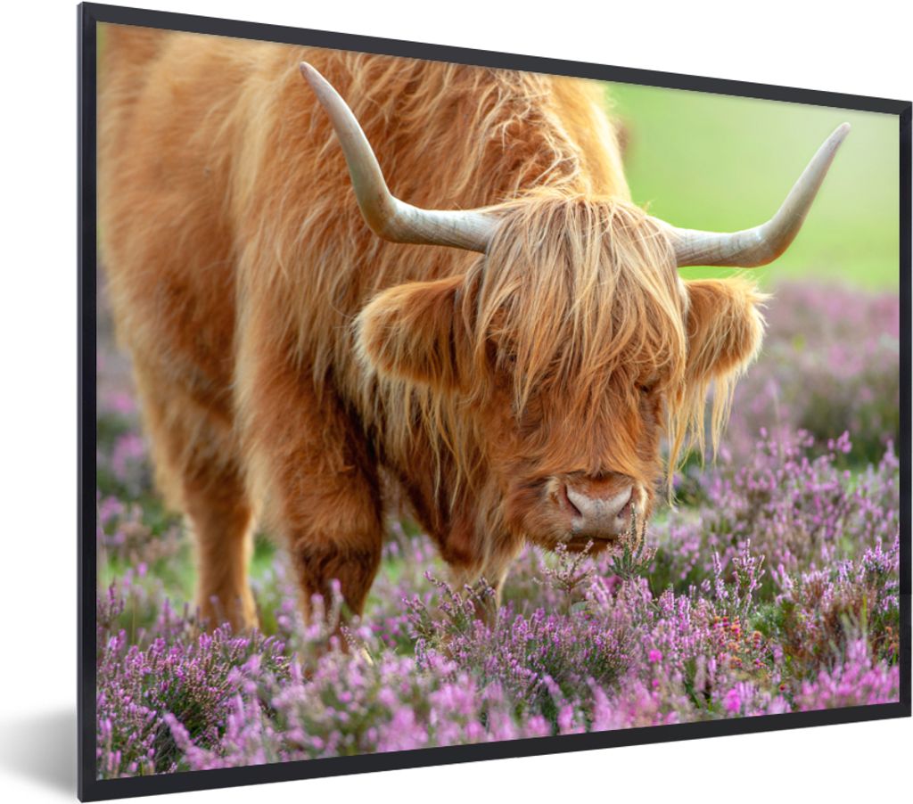 MuchoWow Gerahmtes Poster Schottischer Highlander - Lila - Blumen 40x30 cm - Poster mit Schwarzem Bilderrahmen Wandposter Rahmen Foto Bilder - Ku...