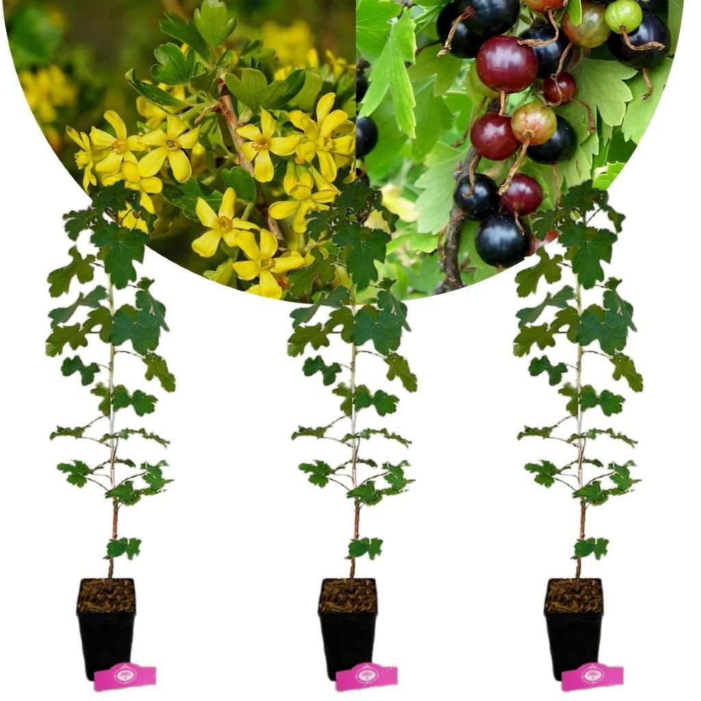 Sada 3 žltých rebier (Ribes aureum) - výška 70 cm - 1,5 l Obrázok produktu 