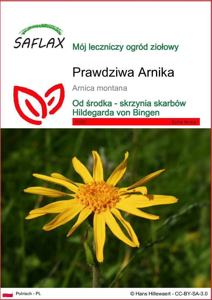 SAFLAX - Prawdziwa Arnika - 40 Nasiona - Arnica montana Zdjęcie produktu 