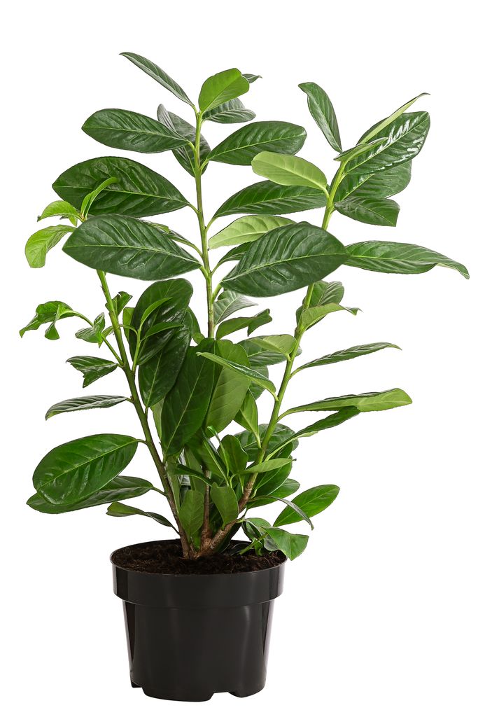 Dehner Kirschlorbeer, für 1 Meter Hecke, ca. 40-50 cm, 5 x 2 l Topf, Heckenpflanze