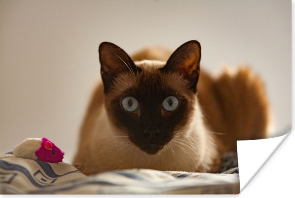 MuchoWow Poster Siamkatze auf dem Bett 30x20 cm - Plakate - Print