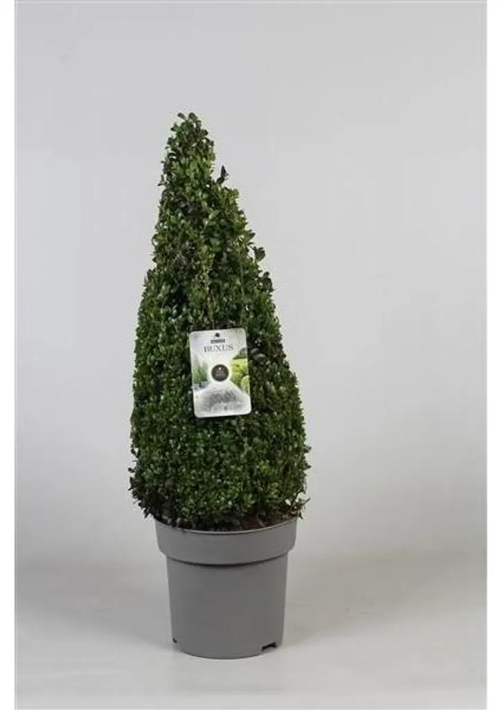 Buis Pyramidal 80 cm Feuillage Persistant - Lot de 5 Cônes de Jardin