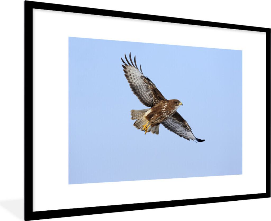 MuchoWow Gerahmtes Poster Ein Bussard im Flug in Deutschland 90x60 cm - Poster mit Schwarzem Bilderrahmen Wandposter Rahmen Foto Bilder - Wanddek...