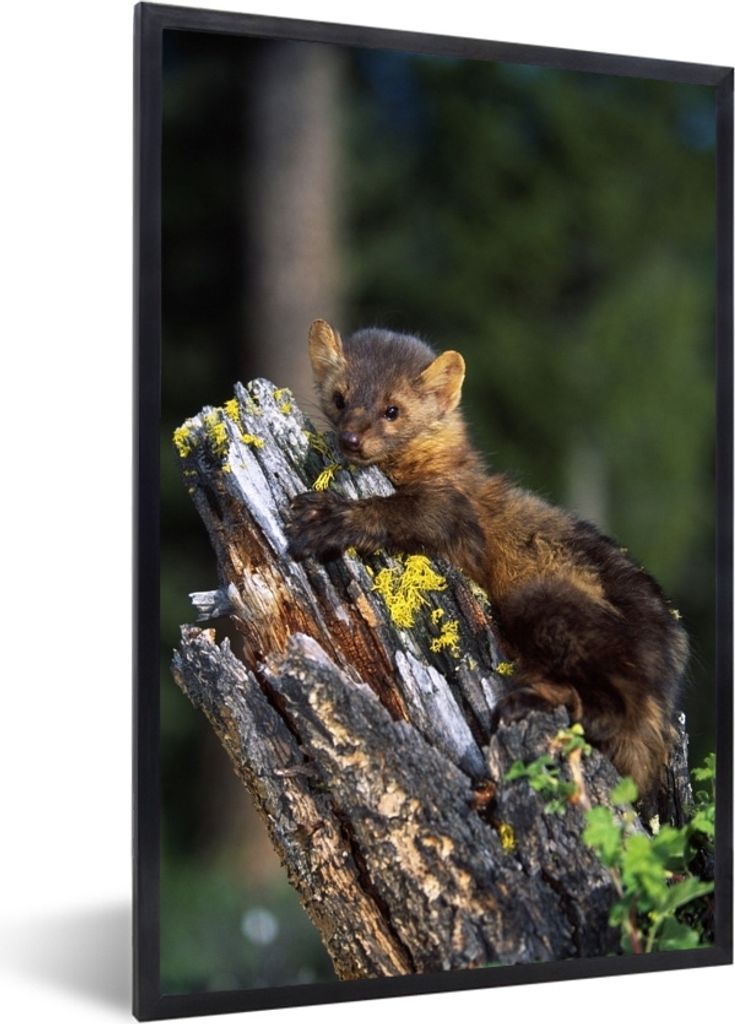 MuchoWow MuchoWow Gerahmtes Poster Marder - Baum - Wald 40x60 cm - Poster mit zchwarzem Bilderrahmen - Papierdruck - Wandbilder