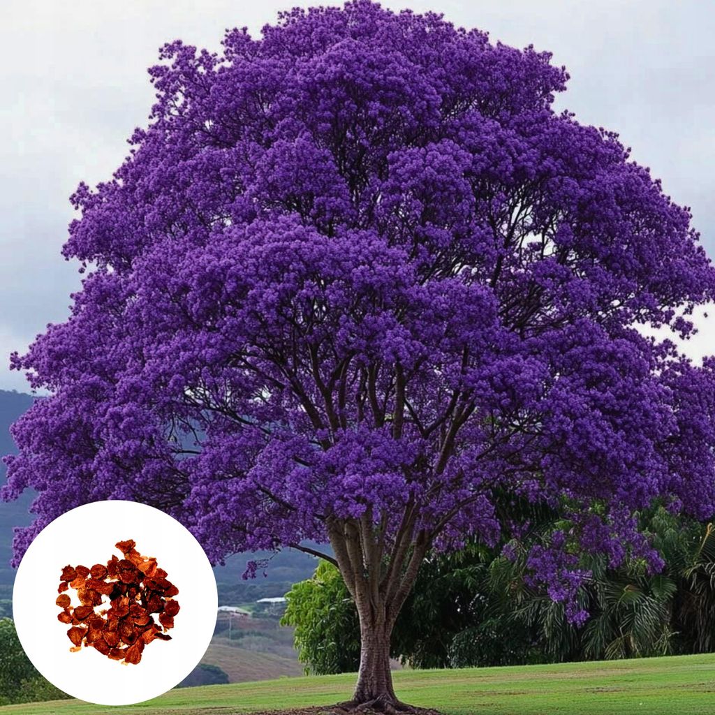 Jacaranda Mimosifolia - 10 ks semen - Rychlerostoucí - Obrázek produktu 