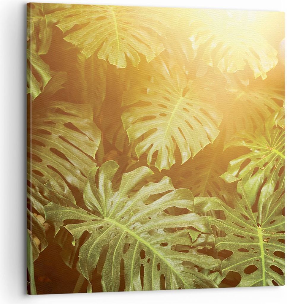 Bild auf Leinwand - Leinwandbild - Einteilig - Blätter Monstera Licht - 60x60cm - Wand Bild - Wanddeko - Wandbilder - Leinwanddruck - Bilder - Wan...