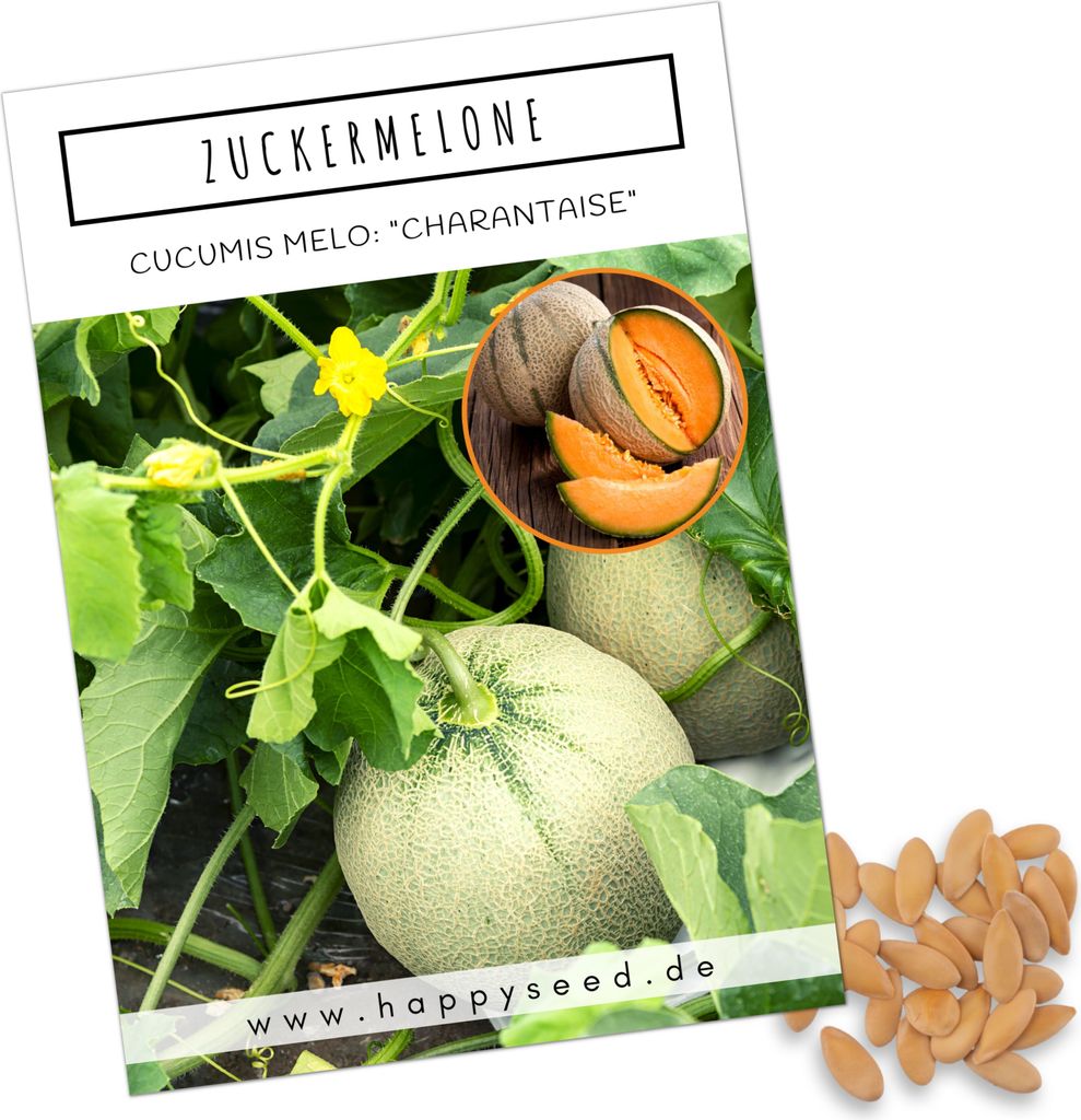 Zuckermelone Samen (Cucurbita melo) - Exotische Melonen Produktbild 