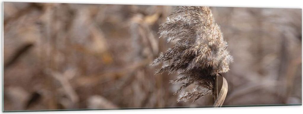 Bilder auf glas - Einteilig - Boho Ähren Gras - 160x50cm - Glasbilder - Wandbilder - Bilder - zum Aufhängen bereit - Wanddekoration aus Glas - Gl...