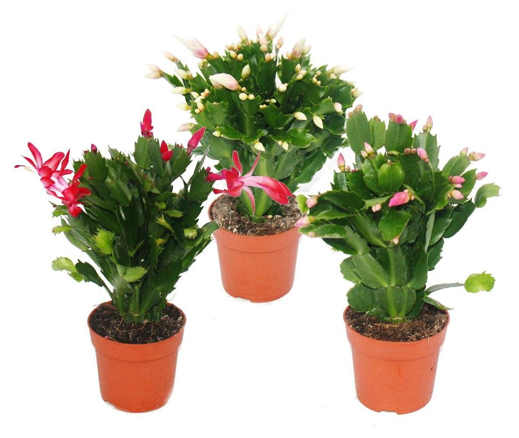 Vánoční kaktus - Schlumbergera - sada 3 rostlin Obrázek produktu 