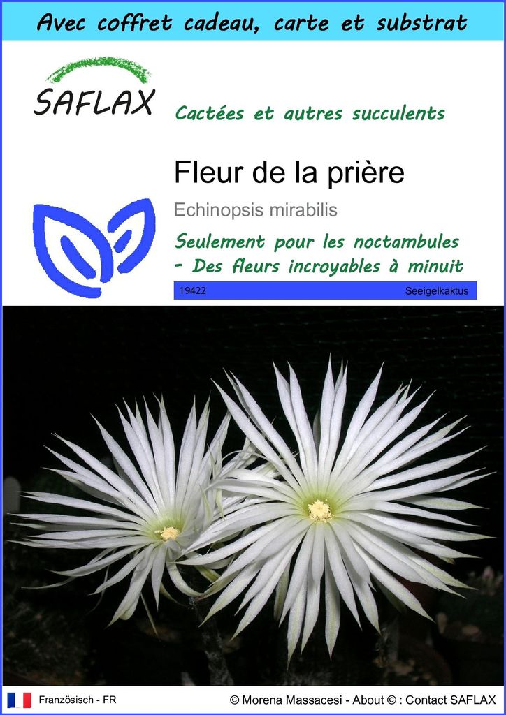 SAFLAX Ensemble-cadeau - Fleur de la prière - 40 graines - Image du produit 