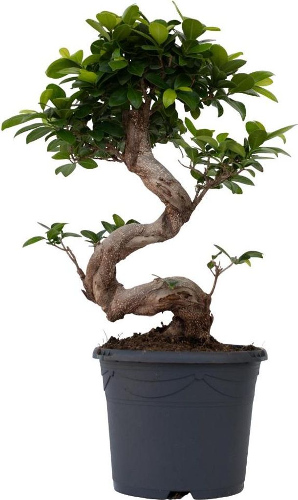 Bonsaï - Ficus microcarpa 'ginseng' - Hauteur 55-65cm - Image du produit 