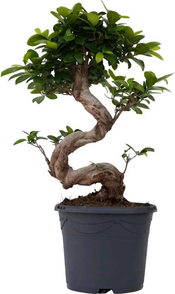Bonsaï Ficus Microcarpa Ginseng à Racines Aériennes - Grand Format 65 cm