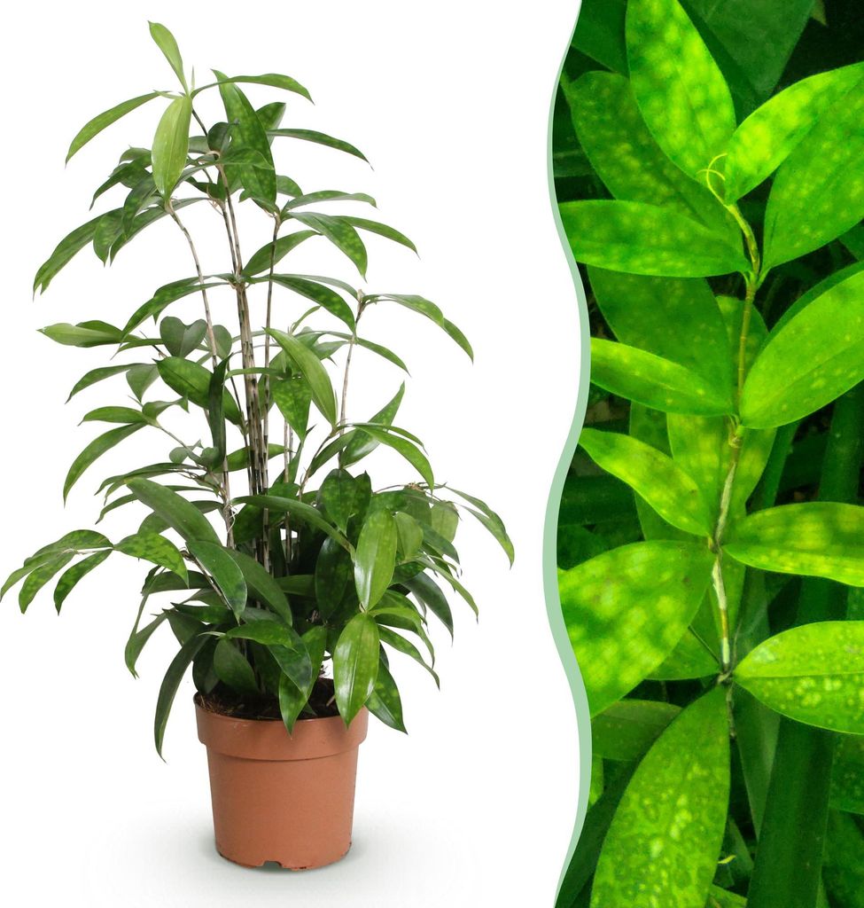 Green boutiQ - Zimmerpflanzen - Dracaena surculosa - Produktbild 